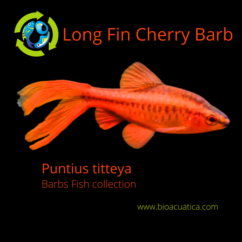 3 BEAUTIFUL LONG FIN CHERRY BARB UNSEXED (Puntius titteya)