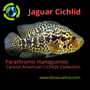 JAGUAR CICHLID 6" UNSEXED (Parachromis managuensis)