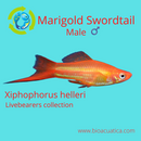 3 COLORFUL MARIGOLD SWORDTAIL 2" Livebearers