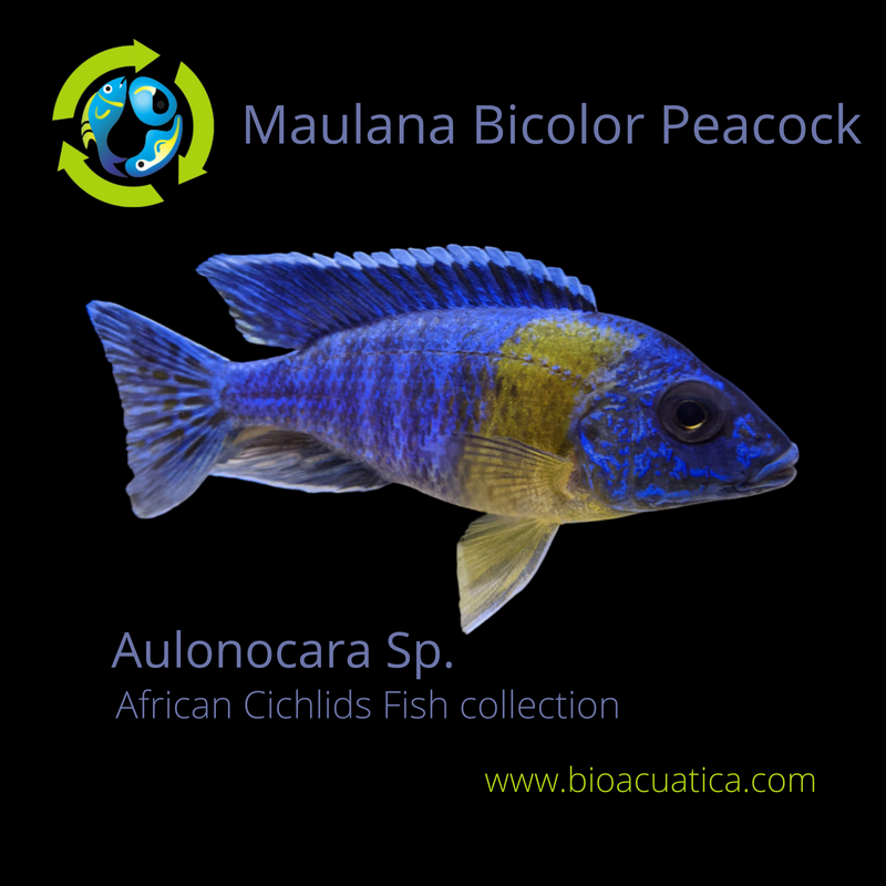 MAULANA BICOLOR PEACOCK 2 TO 2.5 INCHES UNSEXED (Aulonocara Sp.)