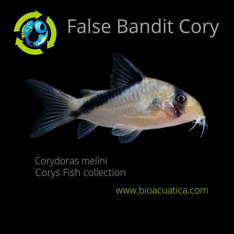 2 GREAT FALSE BANDIT CORY'S LARGE 1.5 INCHES (Corydoras melini)