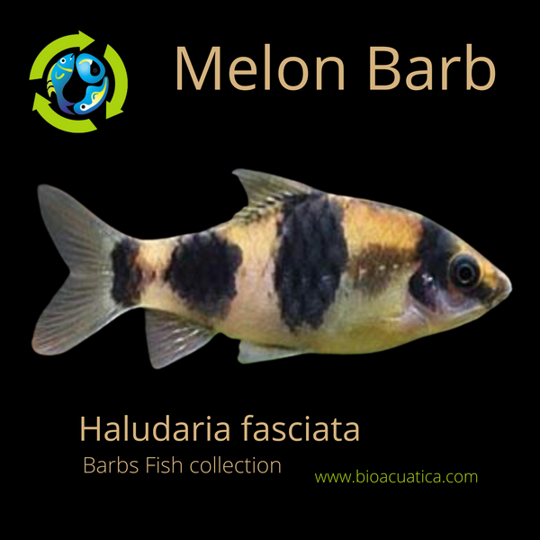 Melon Barb Mediun Size 1.75 Inches (Haludaria fasciata) UNSEXED