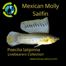 3 OUTSTANDING MEXICAN MOLLY SAILFIN UNSEXED (Poecilia latipinna)