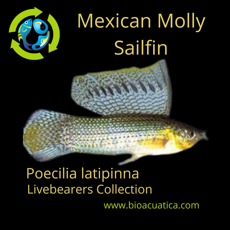 3 OUTSTANDING MEXICAN MOLLY SAILFIN UNSEXED (Poecilia latipinna)
