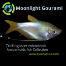 GORGEOUS MOONLIGHT GOURAMI 2.5 to 3 INCHES (Trichogaster microlepis)