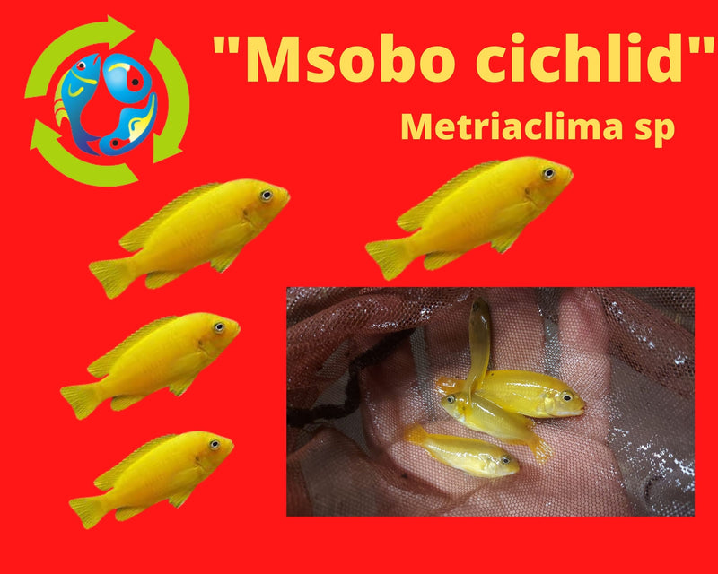 Msobo Cichlid (Metriaclima sp) 2.0"