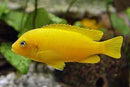 MSOBO AFRICAN CICHLID 1.5 TO 2" (Metriaclima sp)