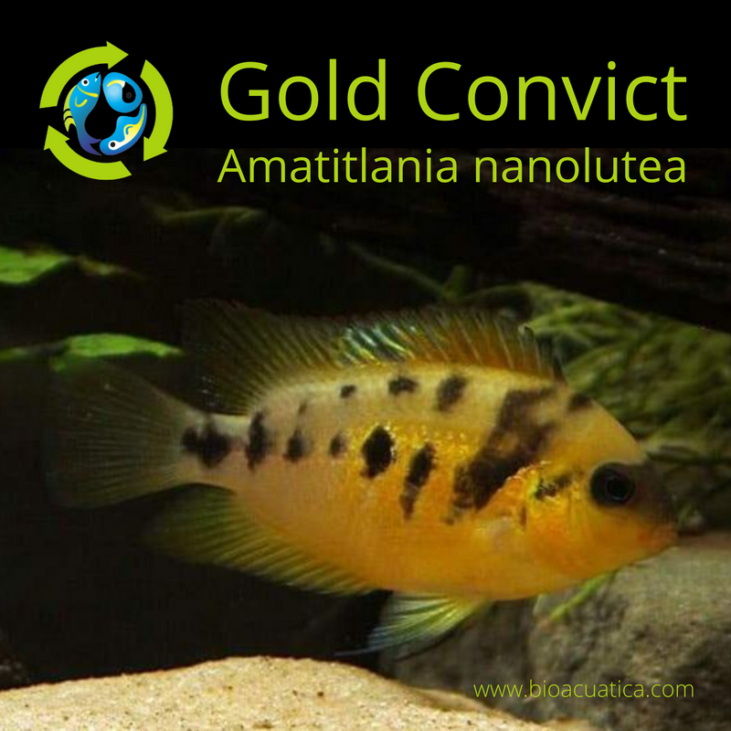 AWESOME GOLD CONVICT Amatitlania nanolutea 1.5" CENTRAL AMERICAN CICHLID