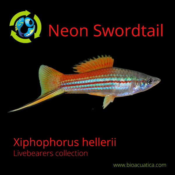 3 GORGEOUS NEON SWORDTAIL 1 MALE 2 FEMALE (Xiphophorus hellerii)