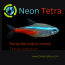 5 BEAUTIFUL NEON TETRA (Paracheirodon innesi)