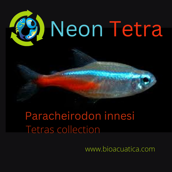 5 BEAUTIFUL NEON TETRA (Paracheirodon innesi)