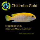 STUPENDOUS GOLD TROPHEOPS  2"