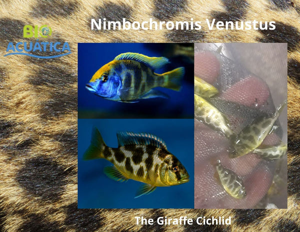 BEAUTIFUL NIMBOCHROMIS VENUSTUS 2"