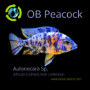 BEAUTIFUL OB PEACOCK (Aulonocara Sp) 2 INCHES UNSEXED