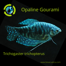 2  OPALINE GOURAMI 1.5 to 2" WONDERFUL ANABANTOIDS