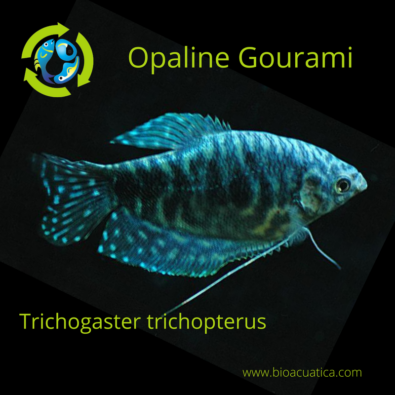 2  OPALINE GOURAMI 2" WONDERFUL ANABANTOIDS