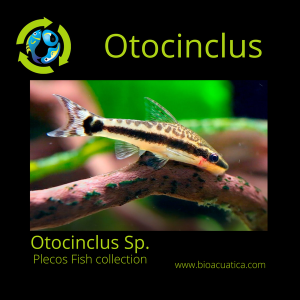 3 CUTE OTOCINCLUS ALGAE EATER 1 to 1.5" (Otocinclus sp)