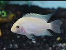 PINK CONVICT CICHLID 1.5 to 2"