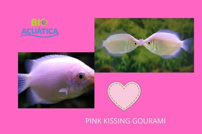 2 LOVERS PINK KISSING GOURAMI 2"