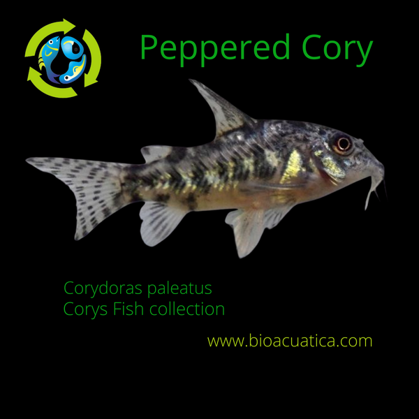 2 COLORFUL PEPPERED CORY'S LARGE 1.5 INCHES (Corydoras paleatus)