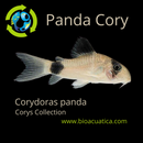 2 BEAUTIFUL PANDA CORY 1" (Corydoras panda)