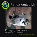 GREAT PLATINUM PANDA ANGELFISH SILVER DOLLAR BODY SIZE (Pterophyllum scalare)