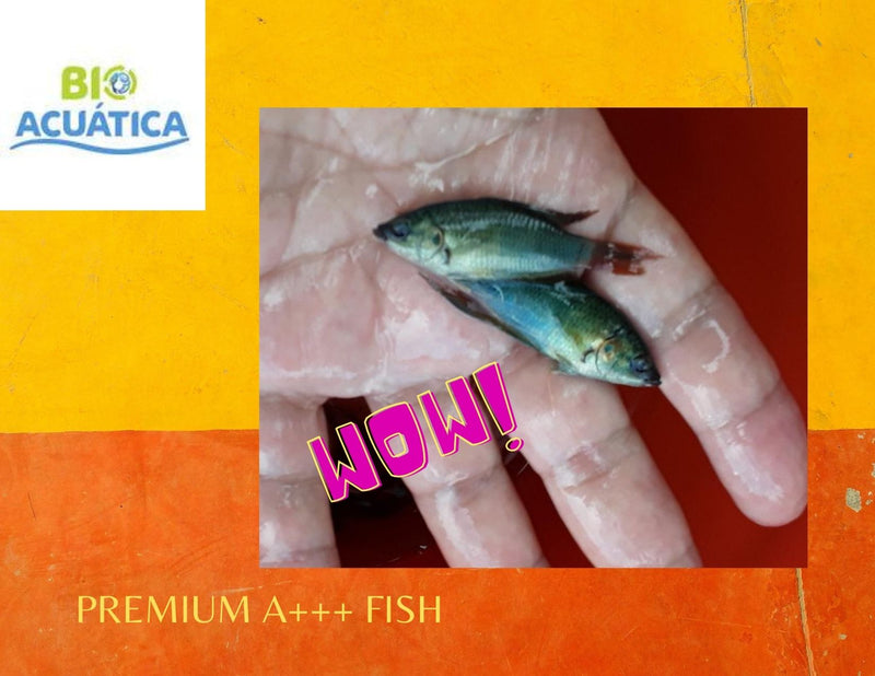 3 PACK PREMIUM BLUE PARADISE 2"