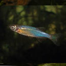6 CHEERFUL PEARL DANIO (Brachydanio albolineatus)