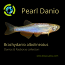 6 CHEERFUL PEARL DANIO (Brachydanio albolineatus)
