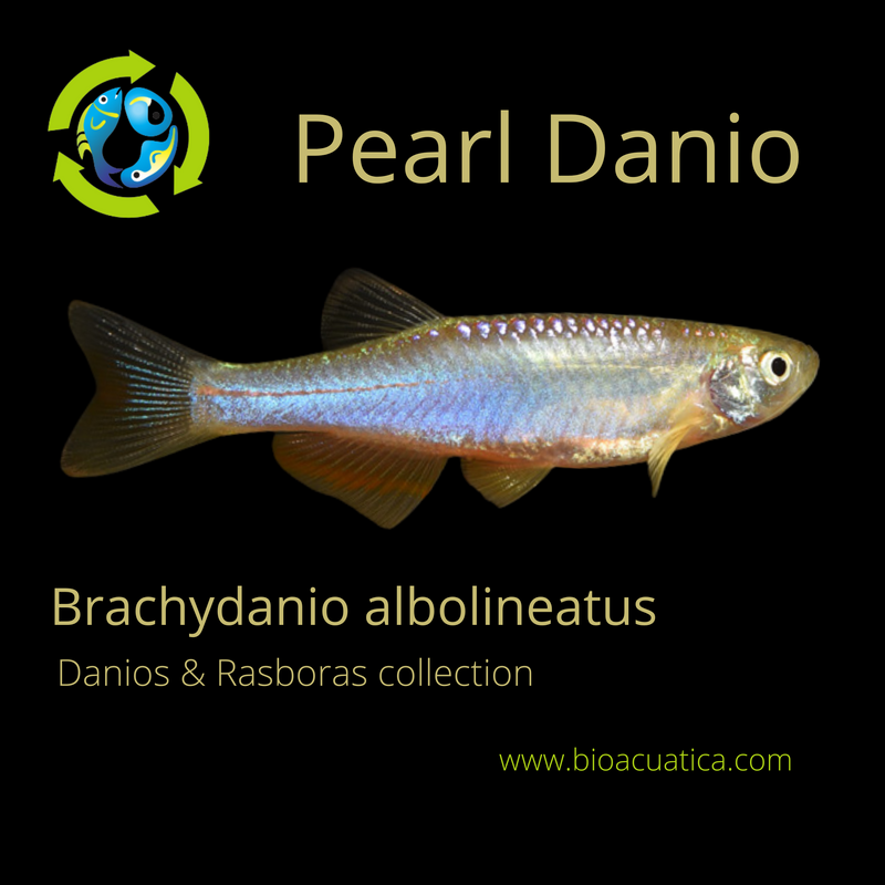 7 CHEERFUL PEARL DANIO (Brachydanio albolineatus)