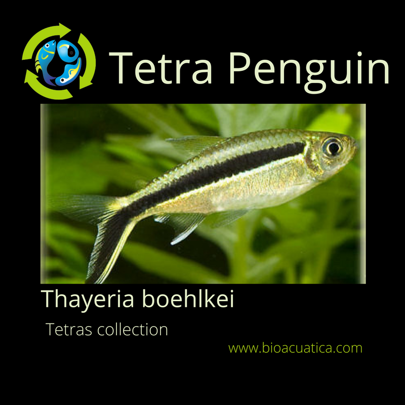 5 CUTE TETRA PENGUIN ( Thayeria boehlkei )