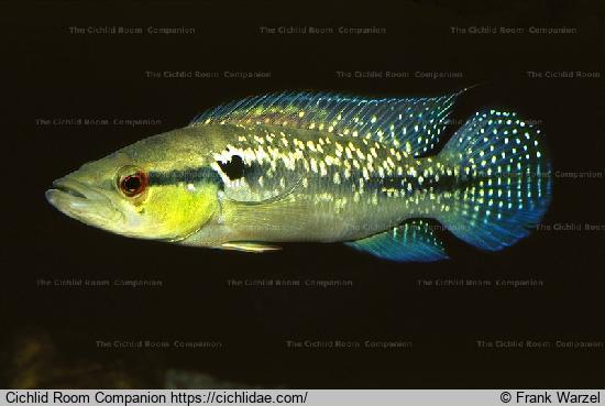 GREAT RING TAIL PIKE CICHLID 2"  (Crenicichla Saxatilis)