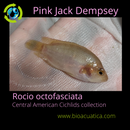 JUVENILES PINK JACK DEMPSEY 1.5 TO 2 INCHES UNSEXED (Rocio octofasciata)