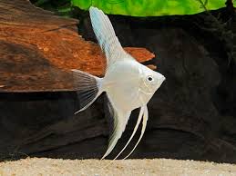 AWESOME PLATINUM ANGELFISH (SILVER DOLLAR BODY SIZE)