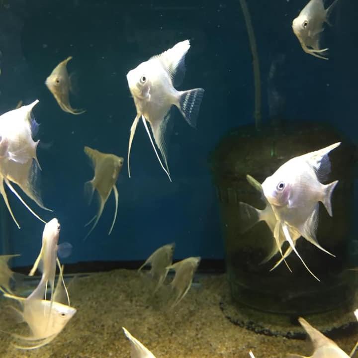 AWESOME PLATINUM ANGELFISH (NICKEL BODY SIZE)