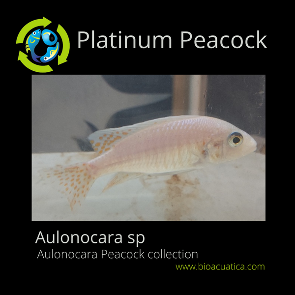 BEAUTIFUL PLATINUM PEACOCK 4 INCHES UNSEXED (Aulonocara sp)