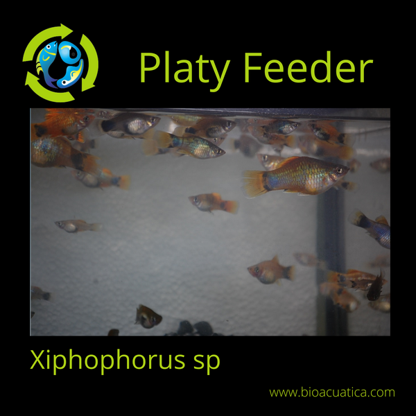 20 PLATY FEEDER FROM 3/4 TO 1.5 INCH LIVE FOOD FOR FISH FREE SHIPPING