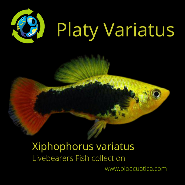 5 COLORFUL PLATY VARIATUS (Xiphophorus variatus)
