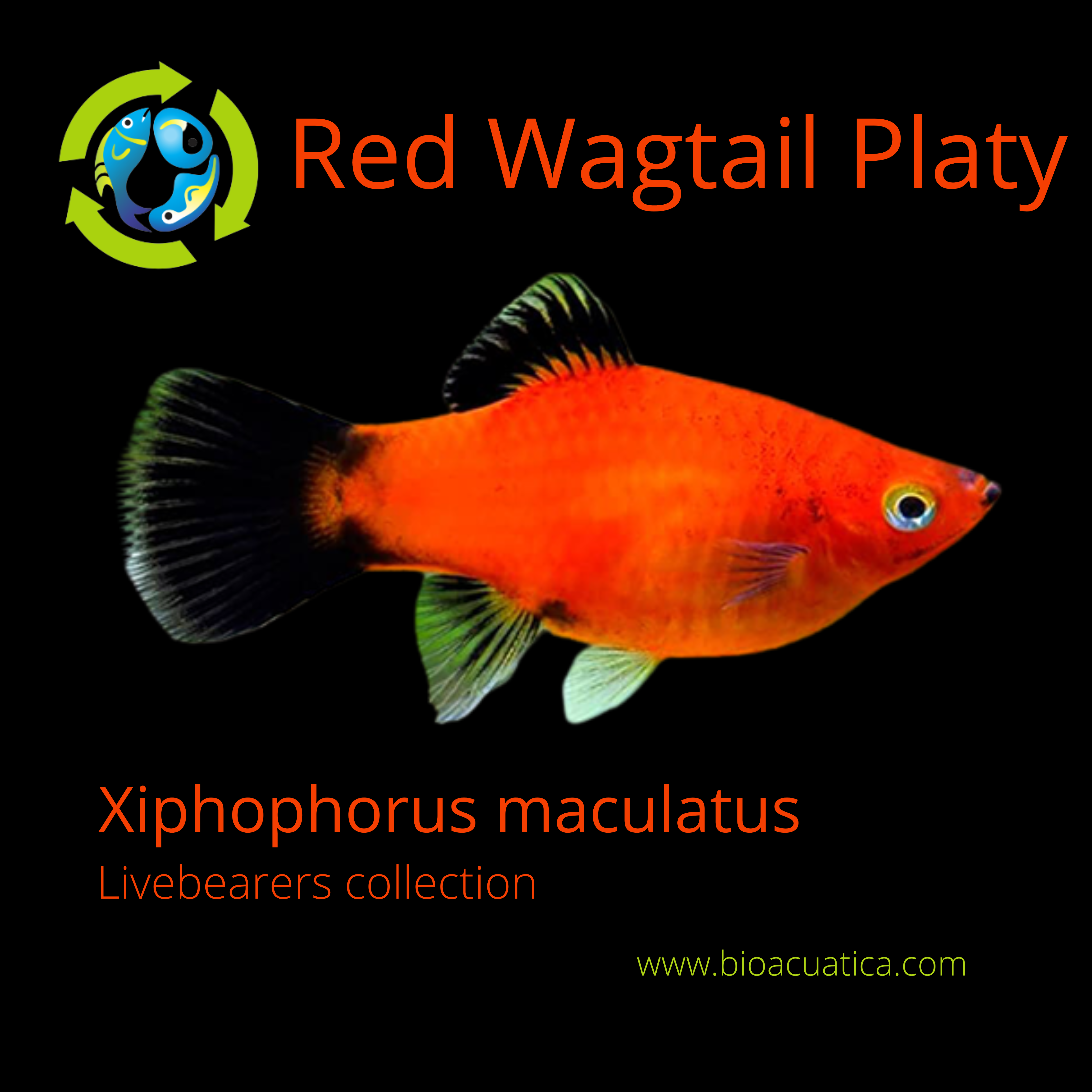 5 COLORFUL SHARP RED WAGTAIL PLATY UNSEXED (Xiphophorus maculatus)