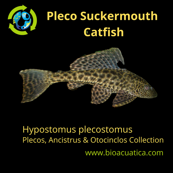 2 x PLECO SUCKERMOUTH CATFISH 2 INCHES (Hypostomus plecostomus)