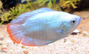 OUTSTANDING POWDER BLUE DWARF GOURAMI MALE (Trichogaster lalius)