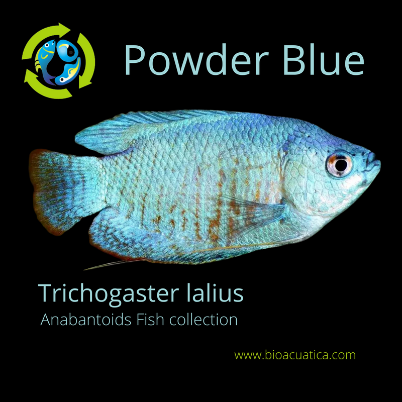OUTSTANDING POWDER BLUE DWARF GOURAMI MALE (Trichogaster lalius)