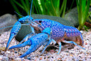 BEAUTIFUL ELECTRIC BLUE CRAYFISH MALE 1.5 to 2.0 INCHES