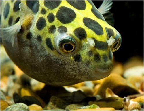 LEOPARD PUFFER (Tetraodon Nigroviridis) Inch