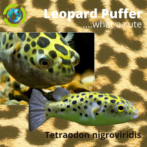 LEOPARD PUFFER (Tetraodon Nigroviridis) 1.5 Inch