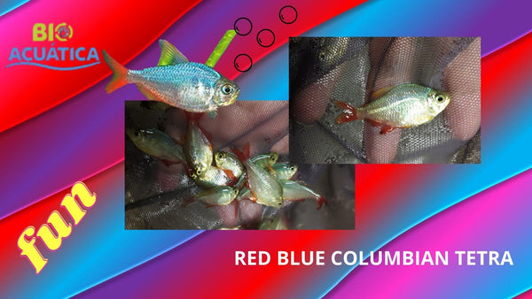 3 RED/BLUE COLORFUL COLUMBIAN TETRA
