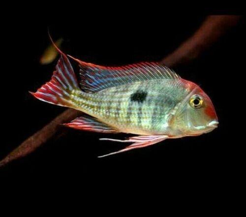 AMAZING GEOPHAGUS RED HEAD TAPAJOS RARE 3/4 TO 1"
