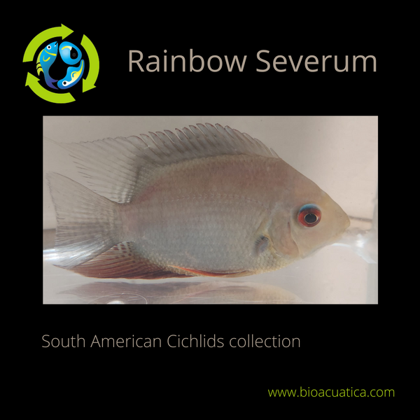 RAINBOW SEVERUM CICHLID 5" UNSEXED