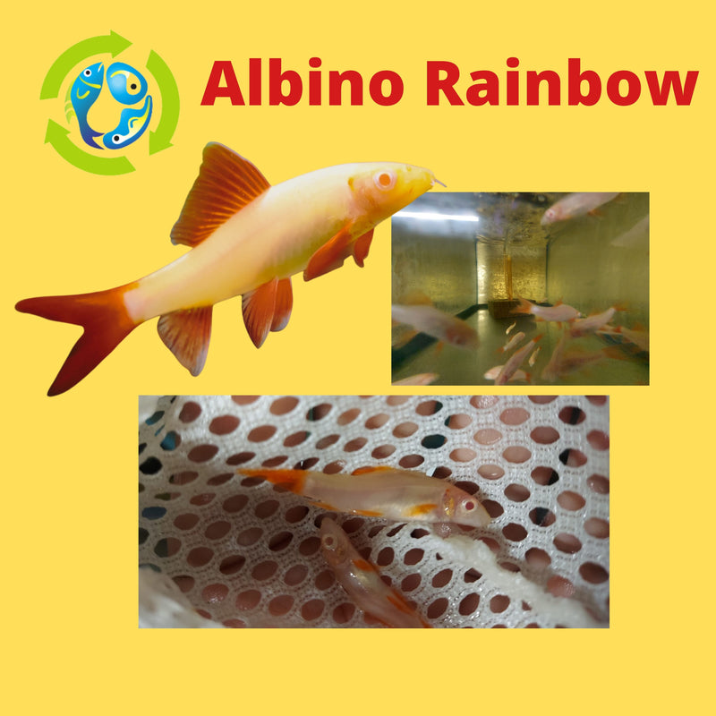 COLORFUL ALBINO RAINBOWSHARK 1.75