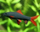 AMAZING RAINBOWSHARK 1.5 to 2" (Epalzeorhynchos frenatum)